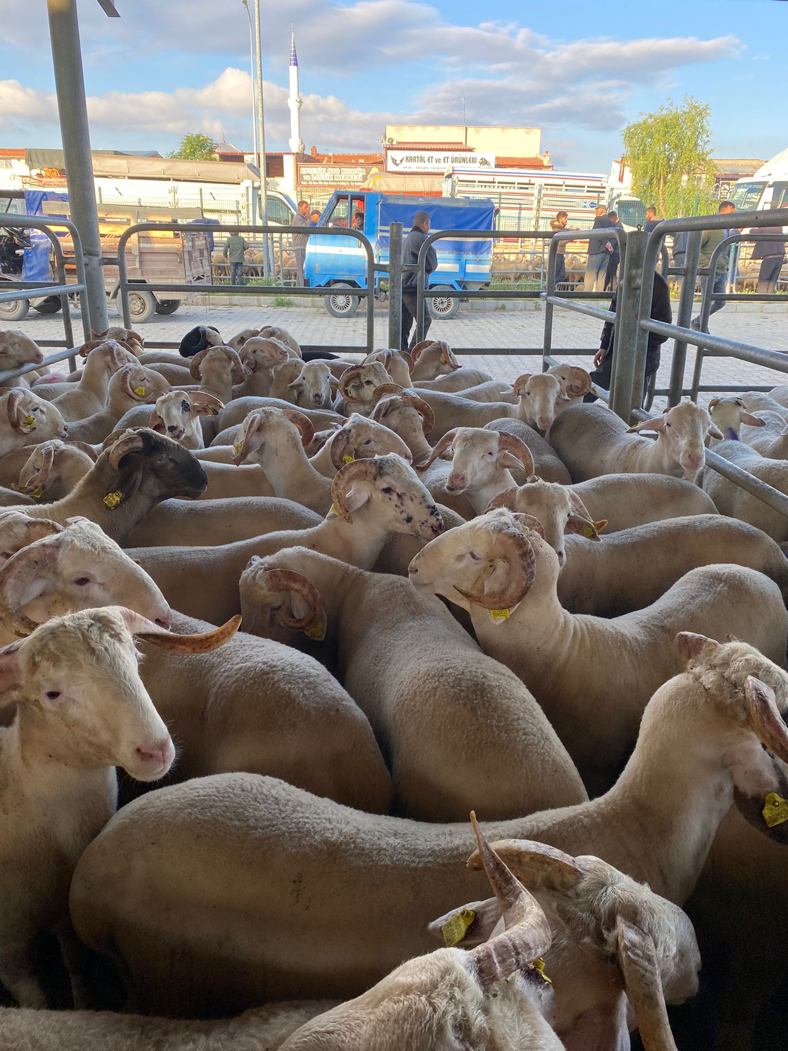 Kurbanlık Galeri Fotoğrafı